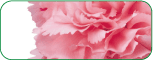 �J�[�l�[�V����
