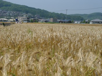 麦収穫